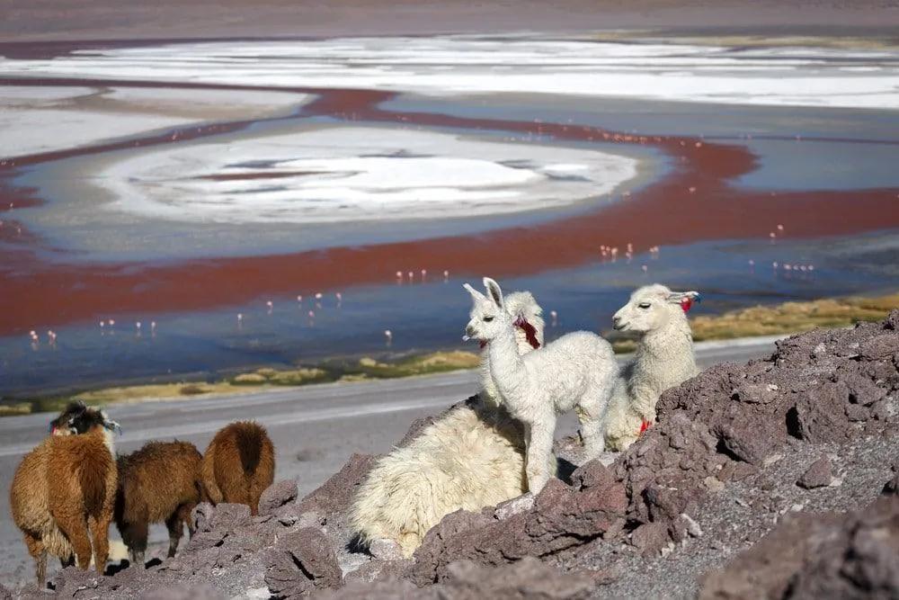 viajar al salar de Uyuni