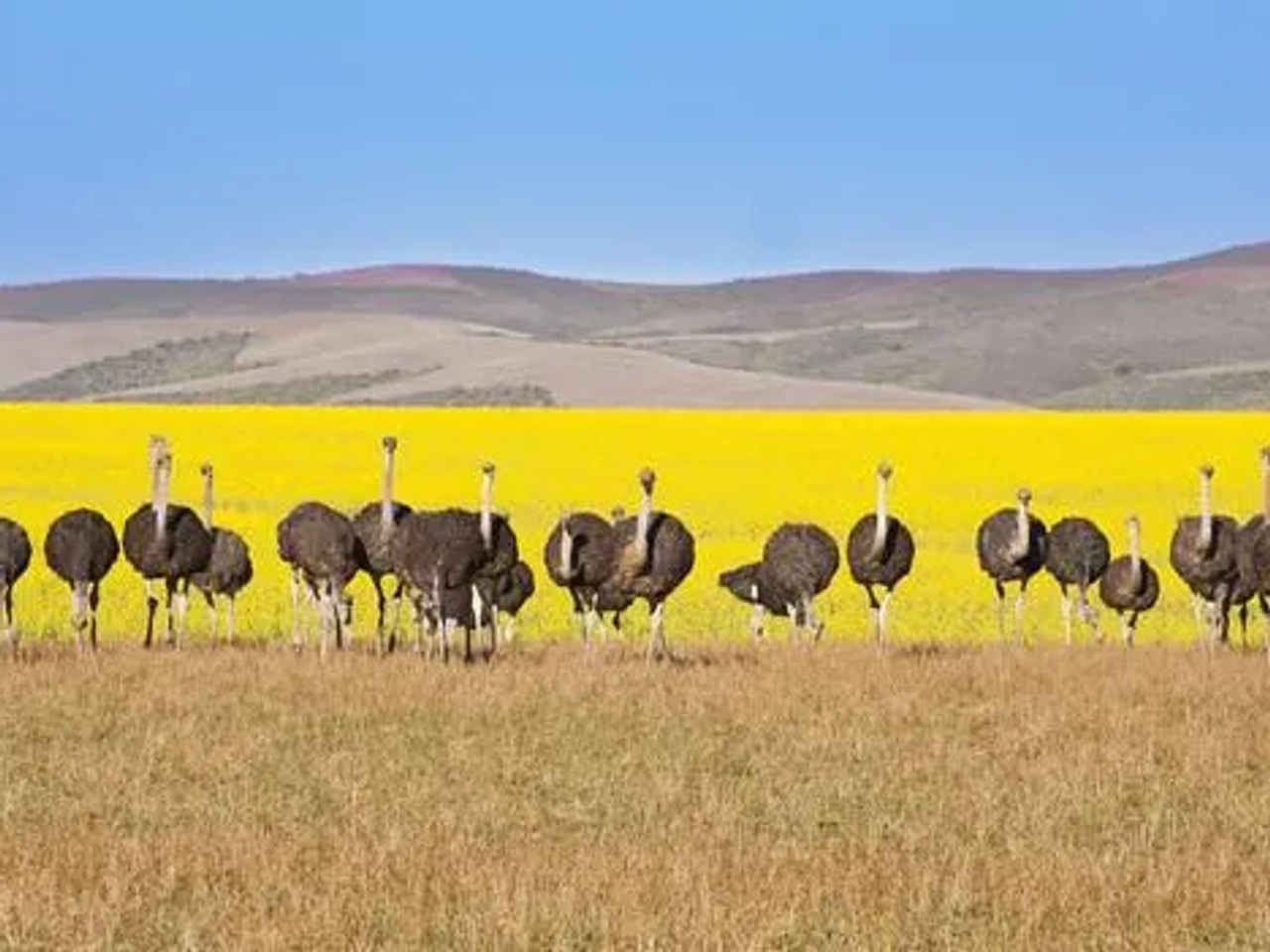 roadtrip por la Ruta Jardín de Sudáfrica