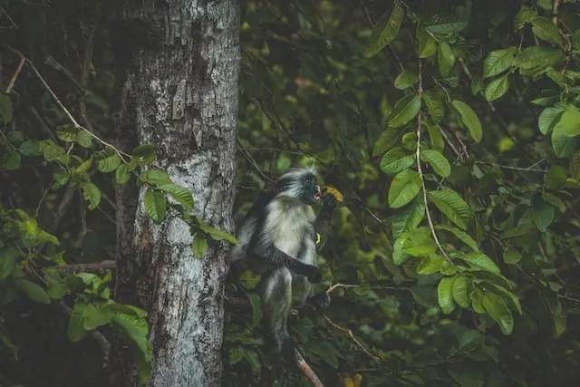 one monkey standing in a tree in jozani forest in zanzibar