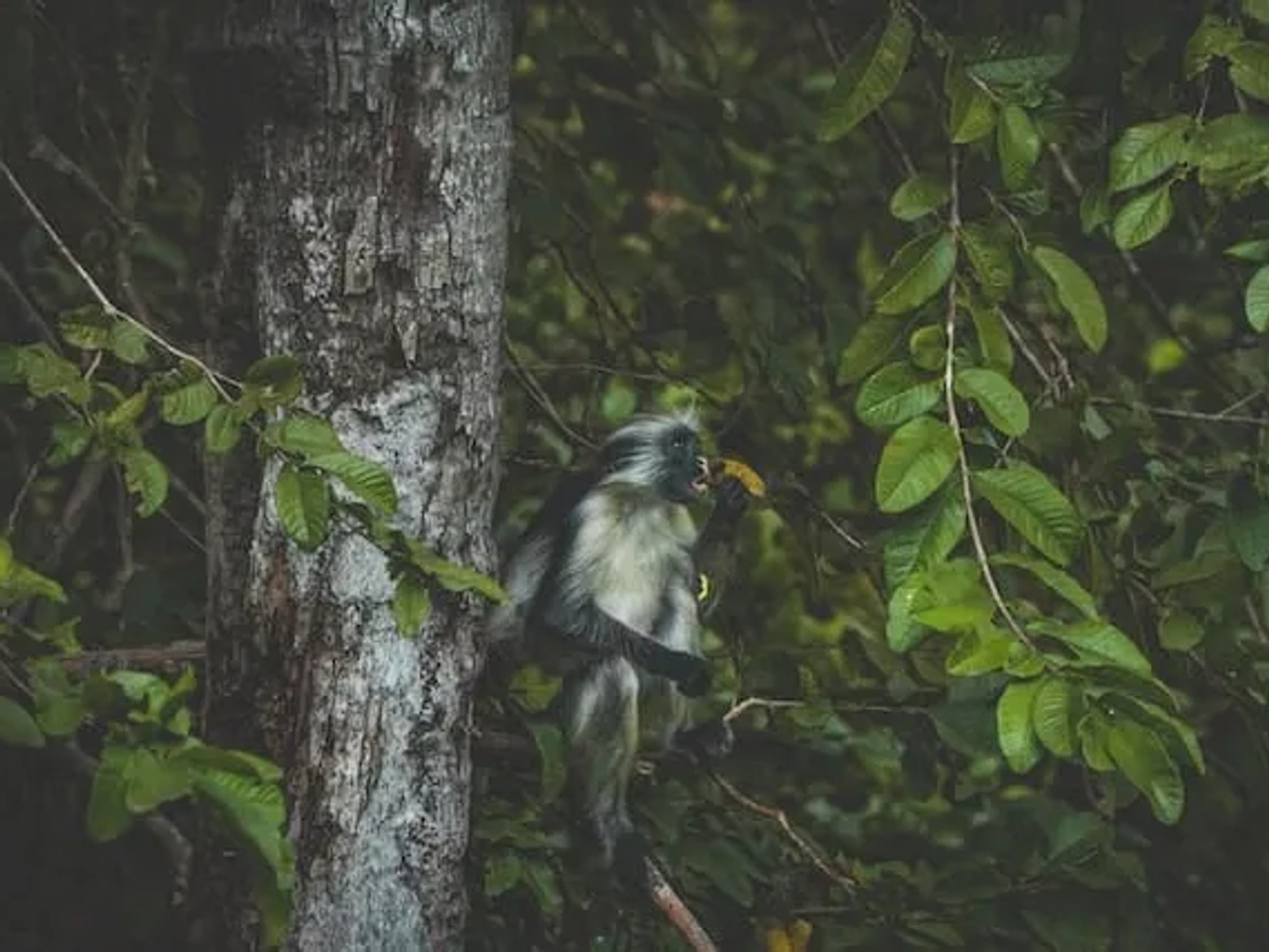 one monkey standing in a tree in jozani forest in zanzibar