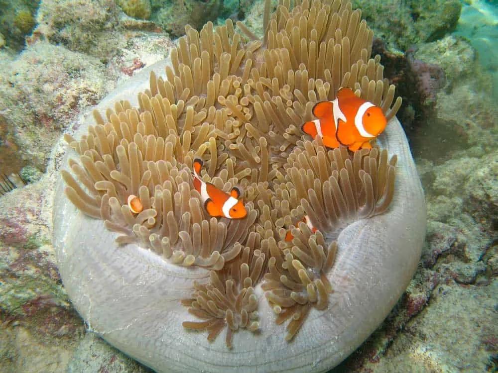 Qué hacer en las islas Perhentian