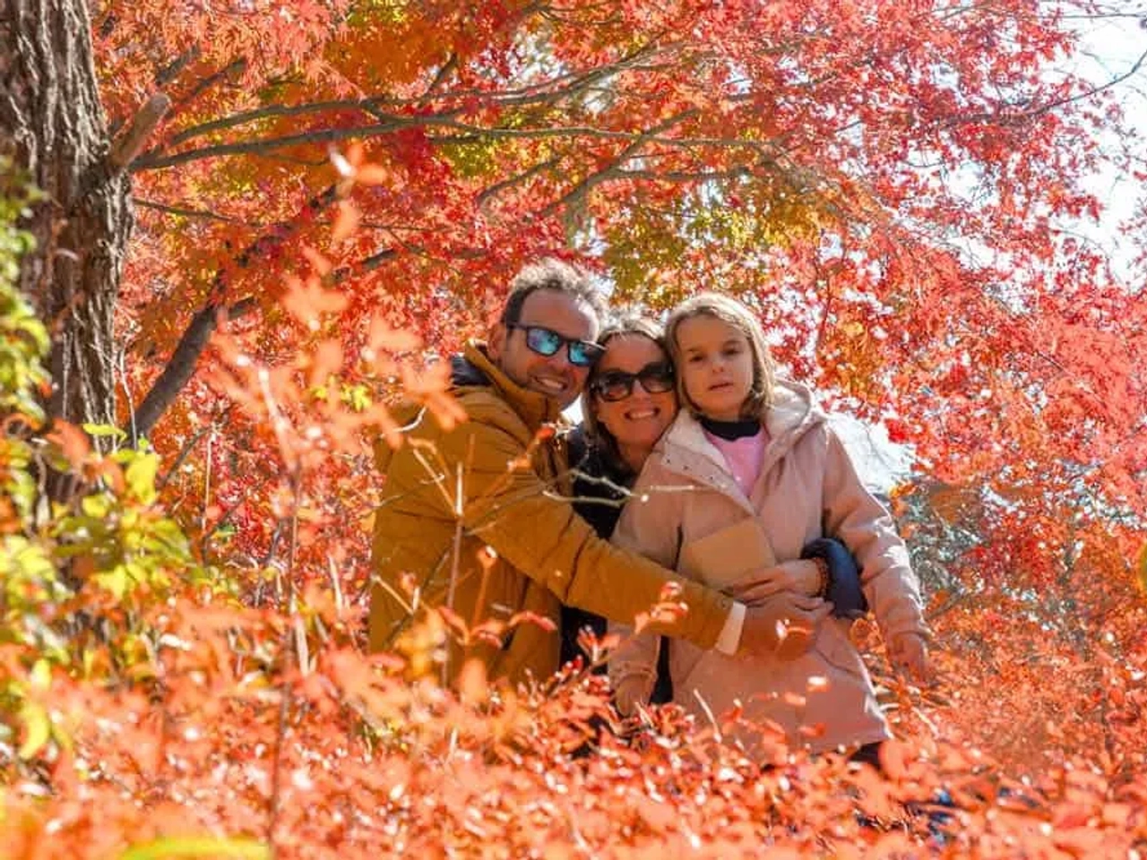 viajar a Japón en noviembre