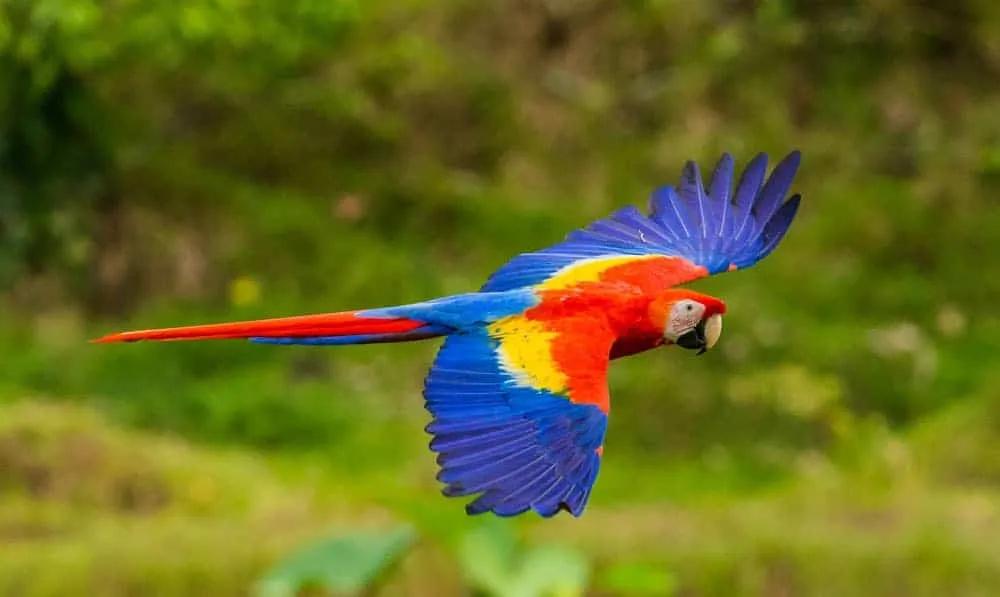 papagaio colorido na costa rica