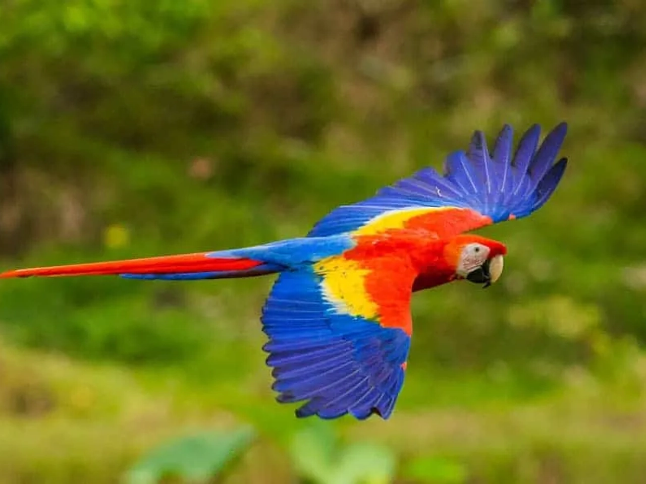 papagaio colorido na costa rica