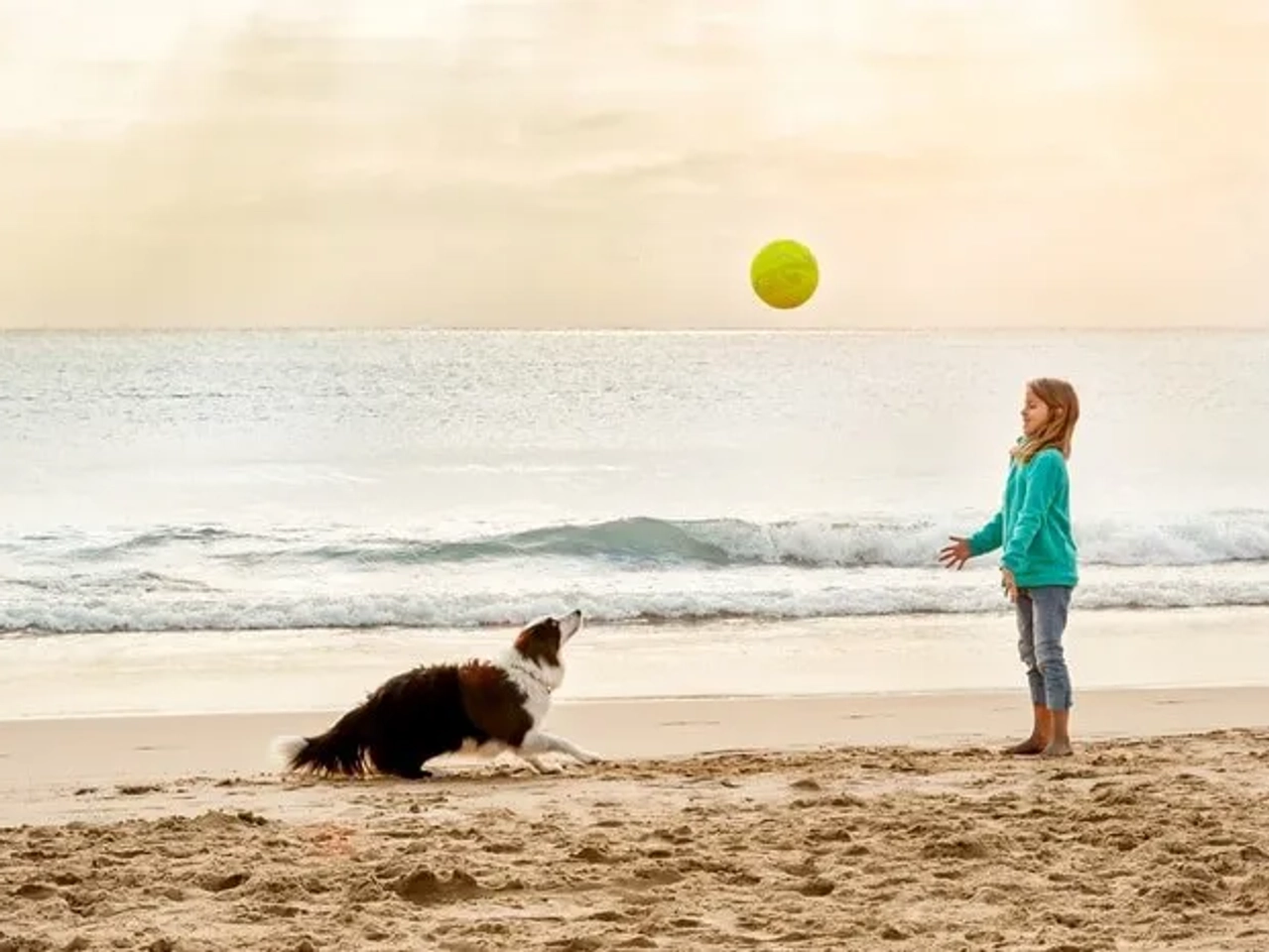 playa para mascotas