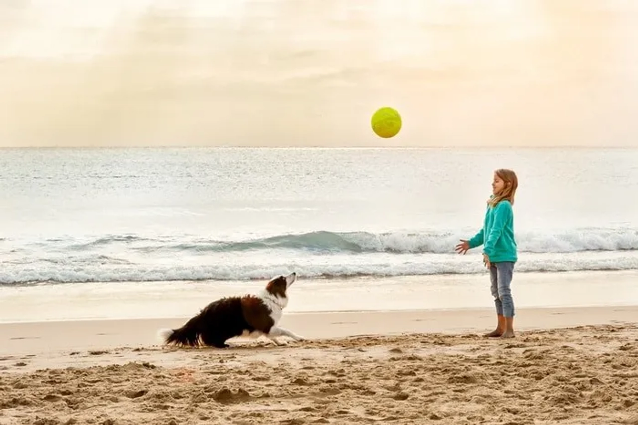 playa para mascotas