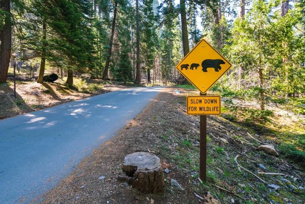osos grizzly en Alaska