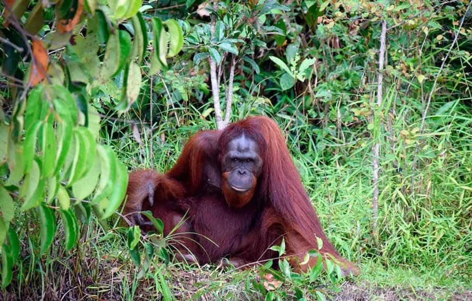 ver orangutanes en Borneo