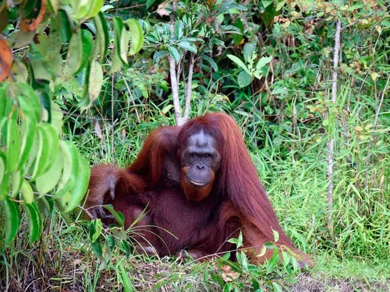 ver orangutanes en Borneo