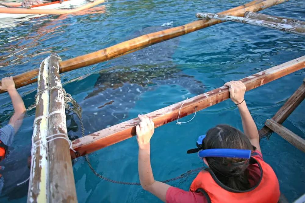 tubaroes baleia nas filipinas