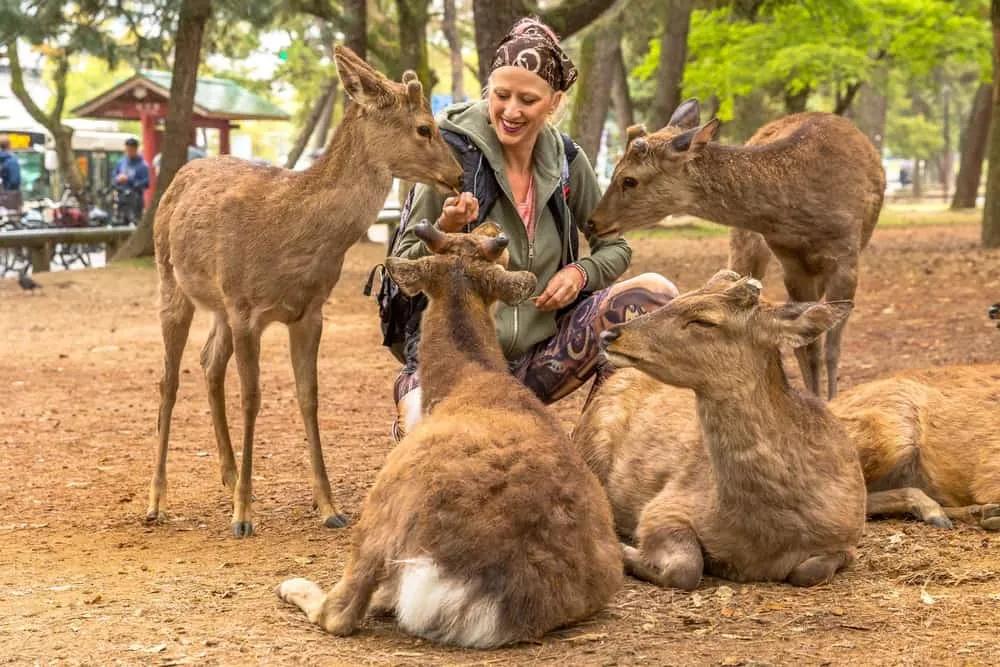ir a Nara desde Kioto