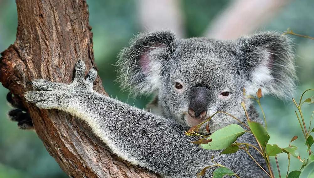 Qué necesito para viajar a Australia desde España en 2025