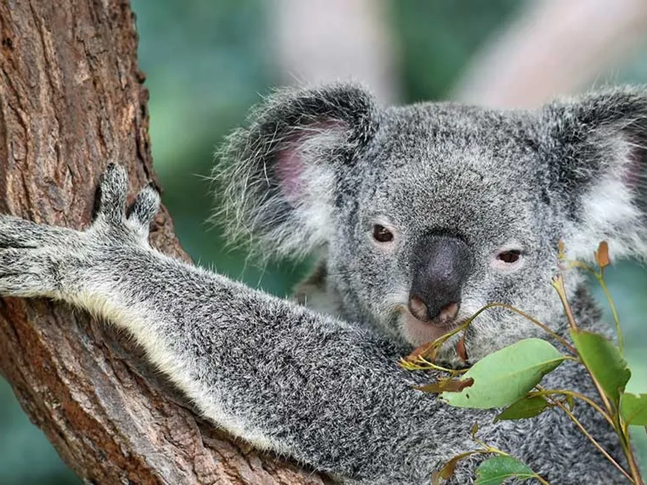 requisitos para viajar a Australia y documentos de viaje obligatorios