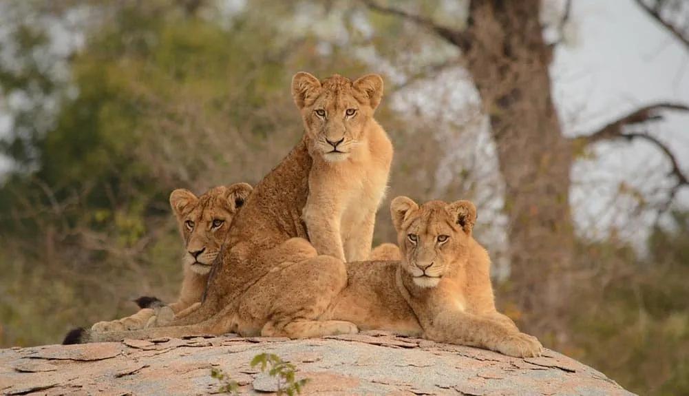 requisitos para viajar a Sudáfrica y documentos obligatorios