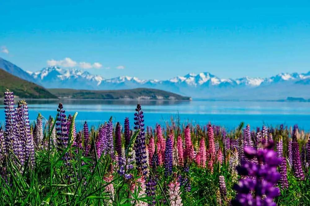 el espectacular Lago Tekapo en Nueva Zelanda