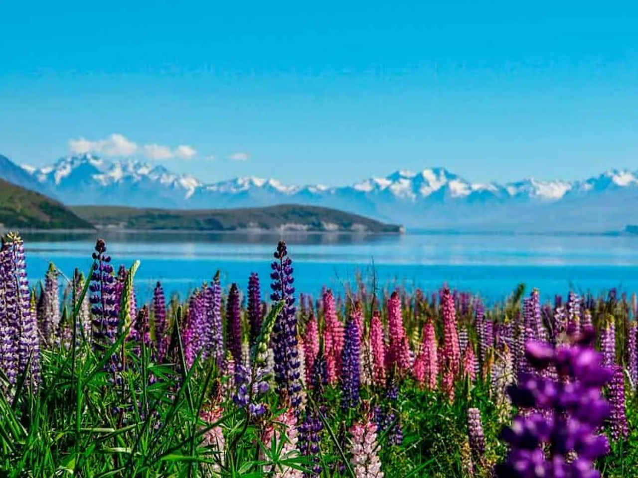 el espectacular Lago Tekapo en Nueva Zelanda