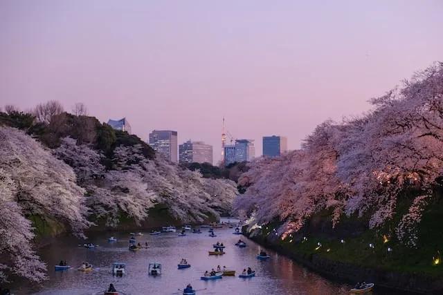 flores cor de rosa junto ao rio no japão