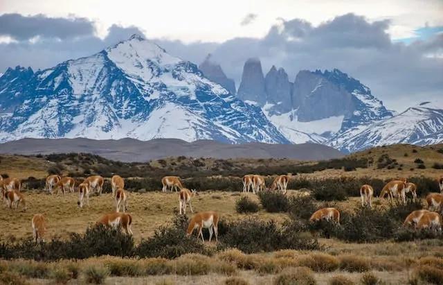 animais num prado com uma montanha com neve atrás em Torres del Paine, Chile