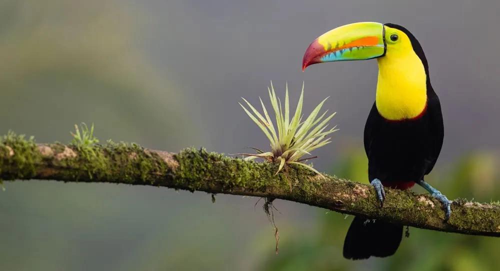 consejos para viajar a Costa Rica