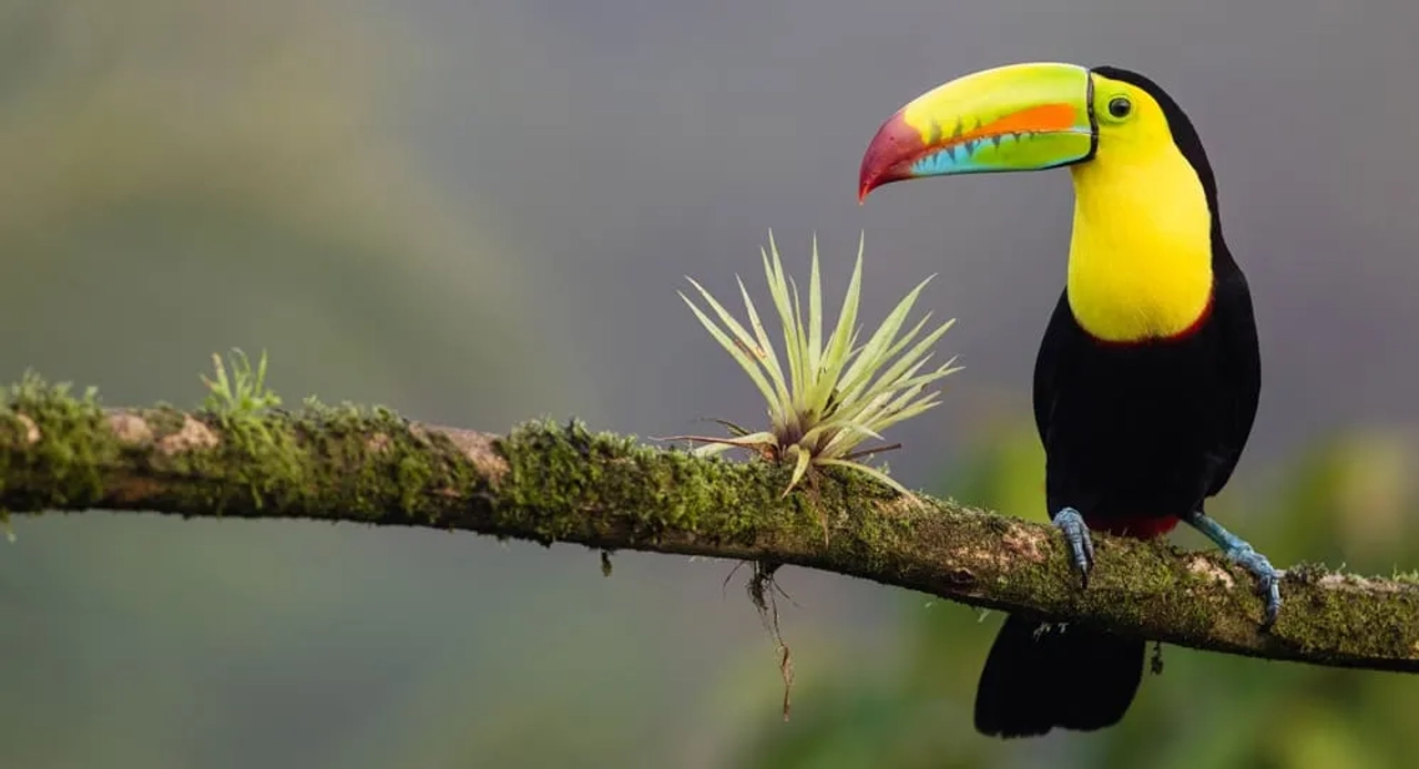 consejos para viajar a Costa Rica