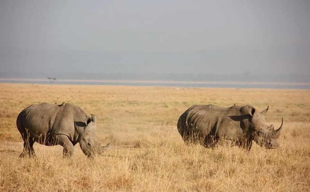 rinocerontes en parque nacional