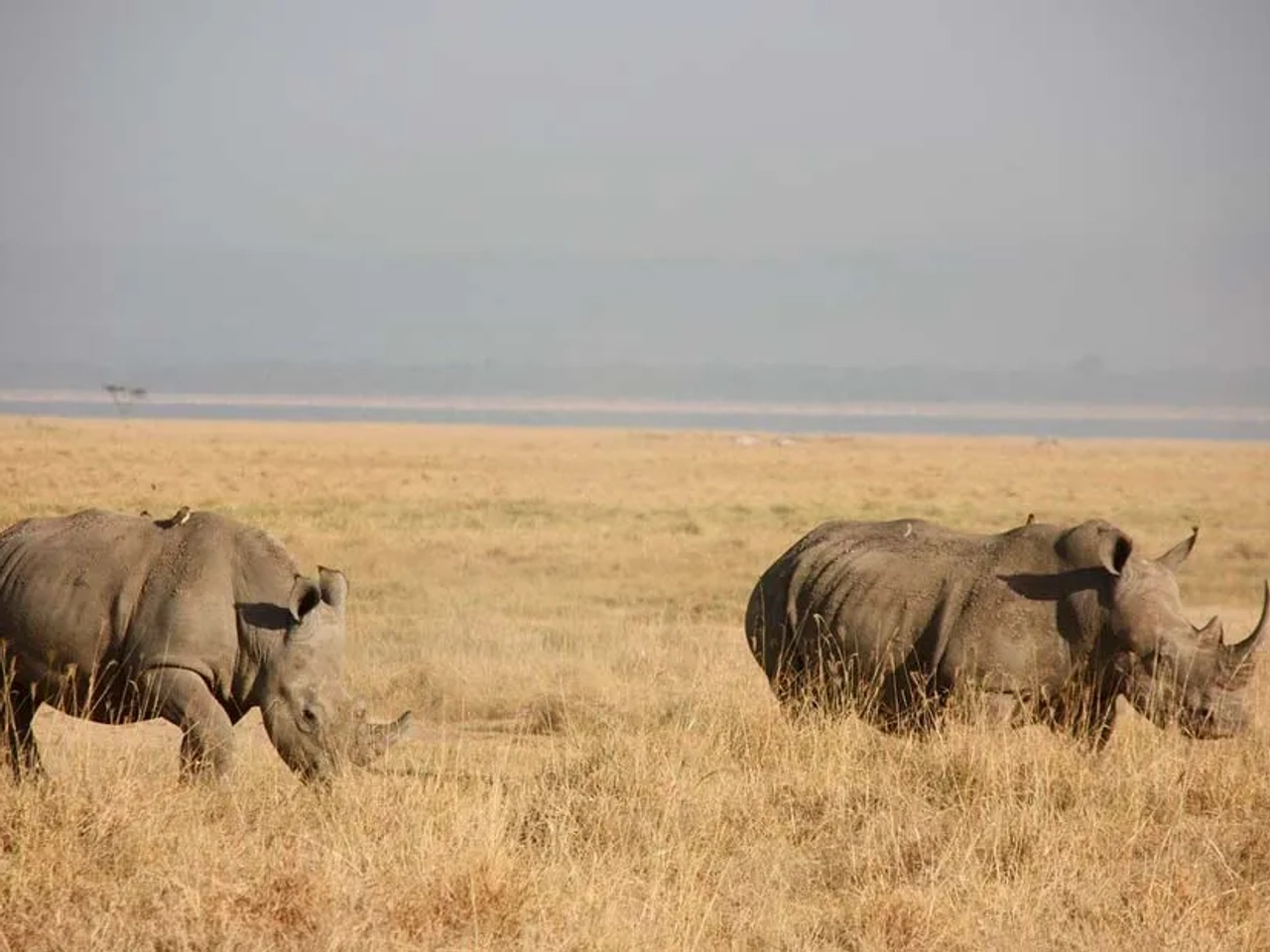 rinocerontes en parque nacional