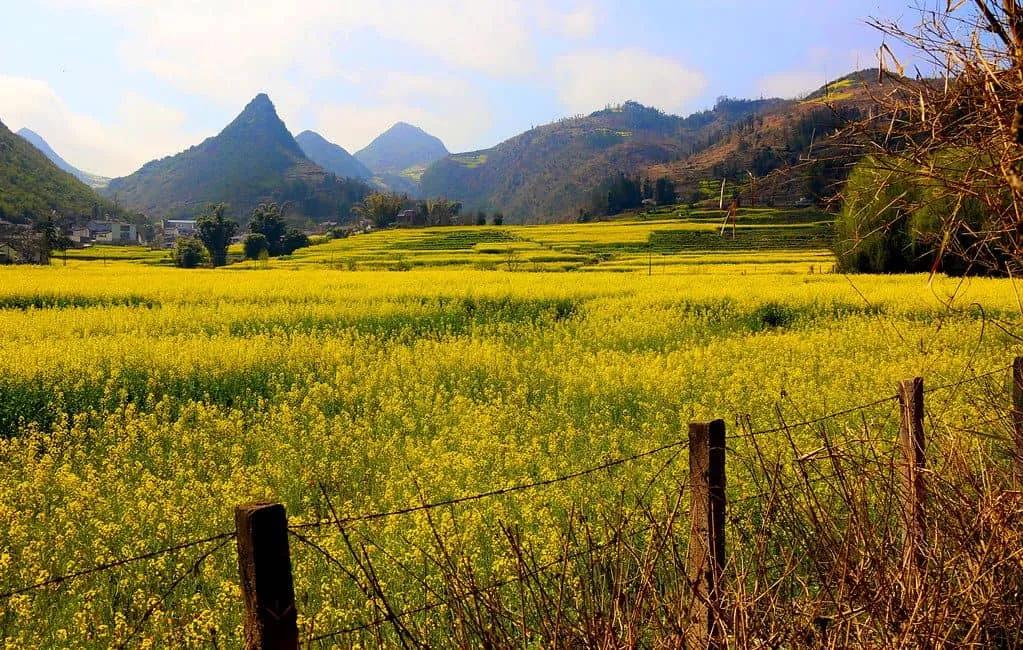 Campo florido de amarelo com montanhas ao fundo, representando a primavera.