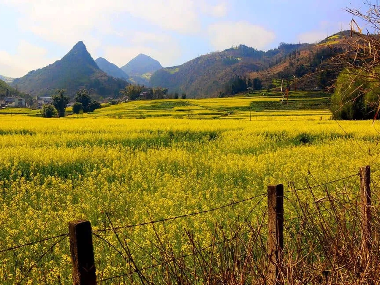 Campo florido de amarelo com montanhas ao fundo, representando a primavera.