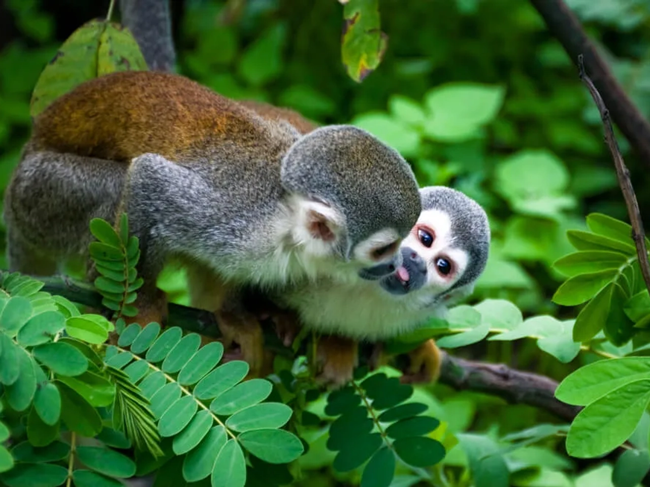 macacos numa arvore na amazonia