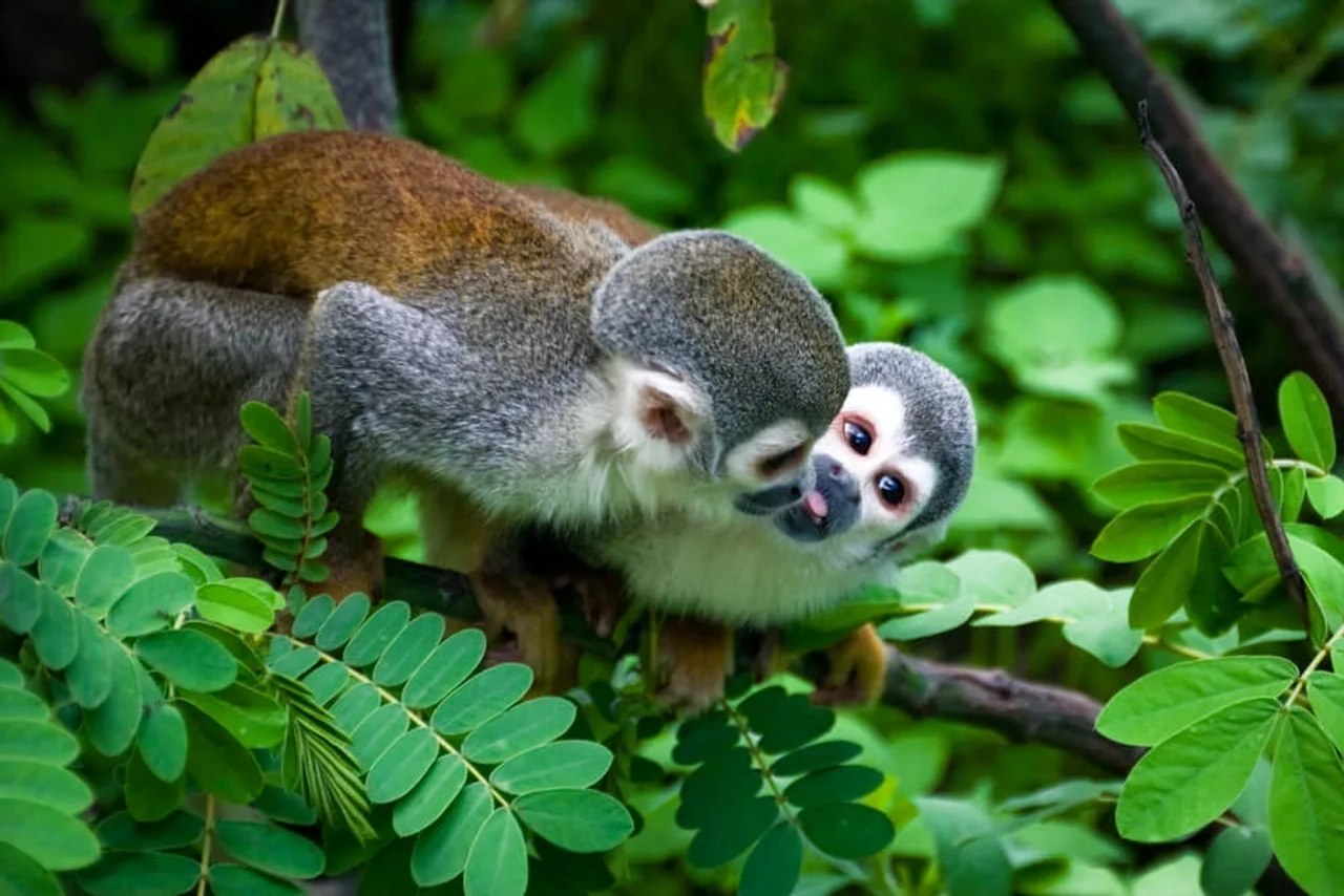macacos numa arvore na amazonia