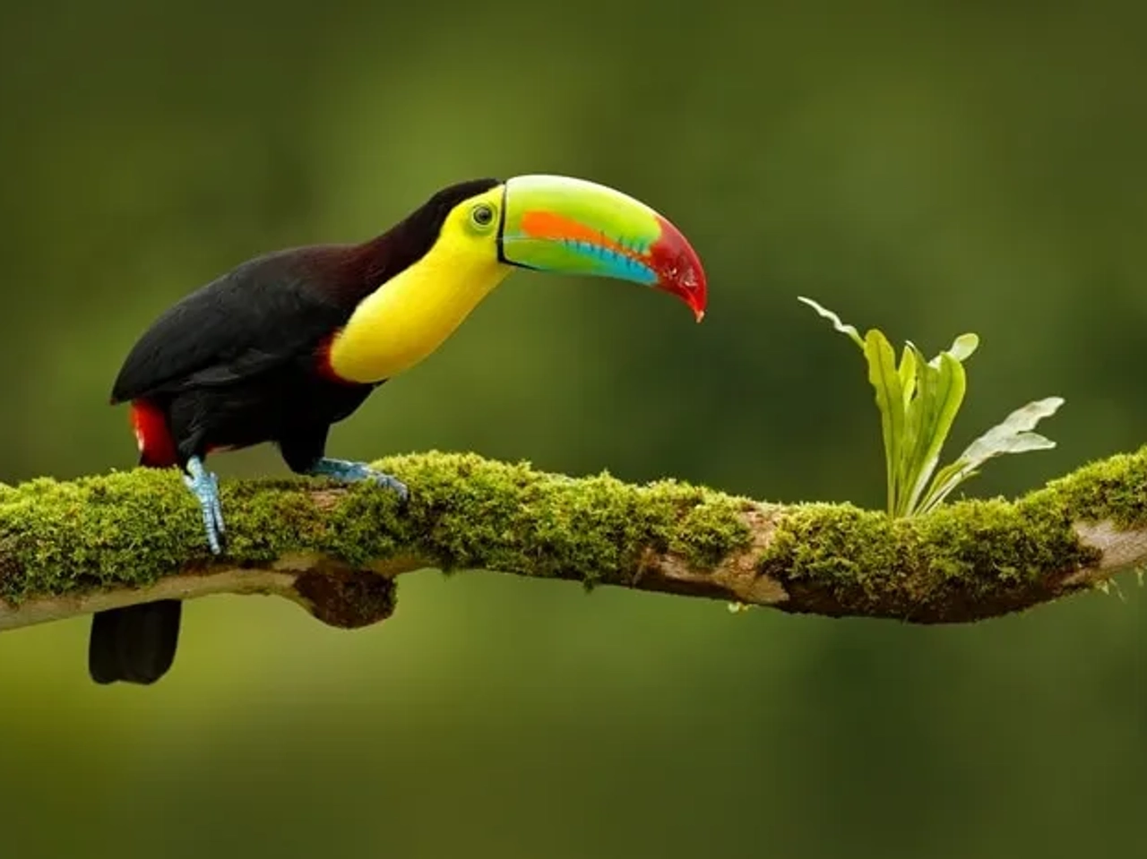 itinerario de viaje a Costa RIca