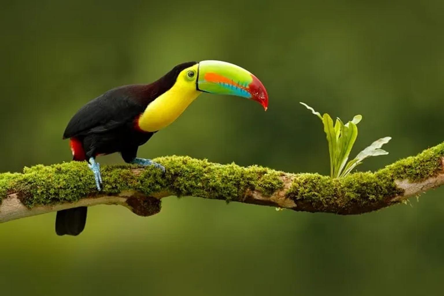 itinerario de viaje a Costa RIca