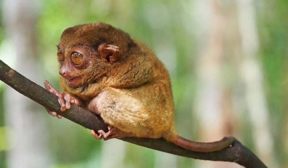 por que visitar Filipinas