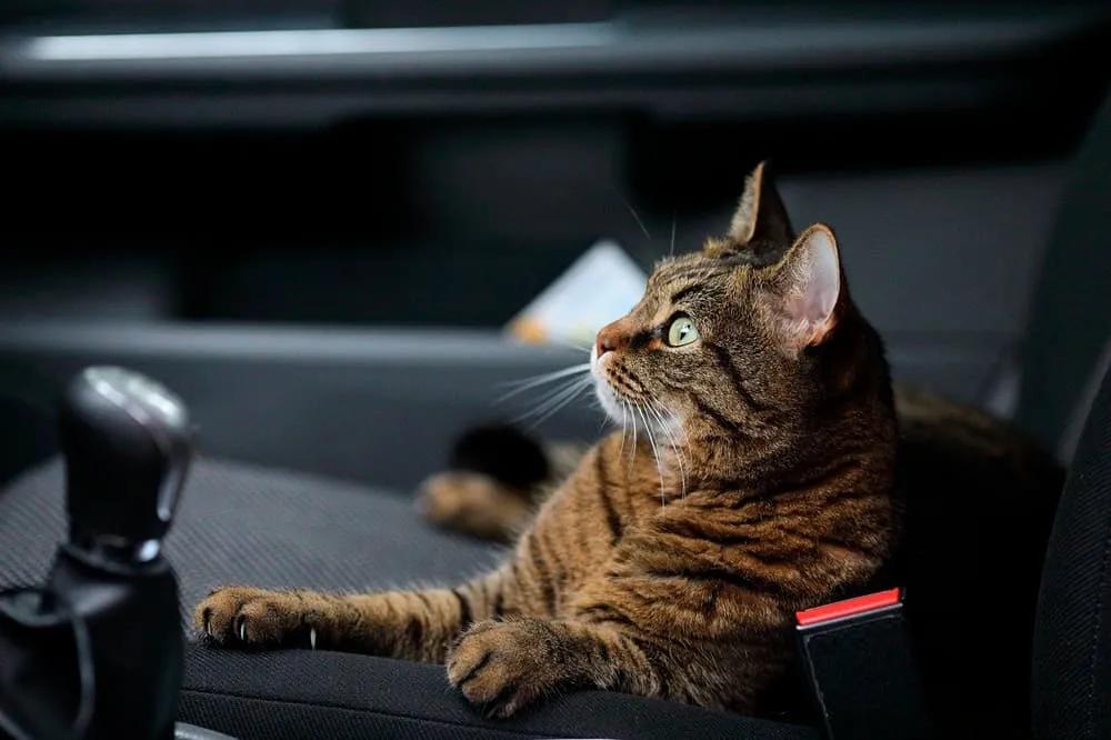 seguro para viajar con mascota