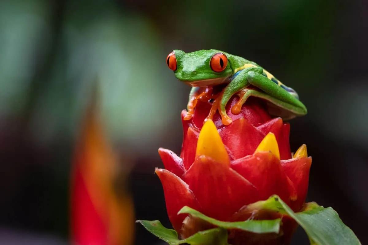 seguro de viaje costa rica