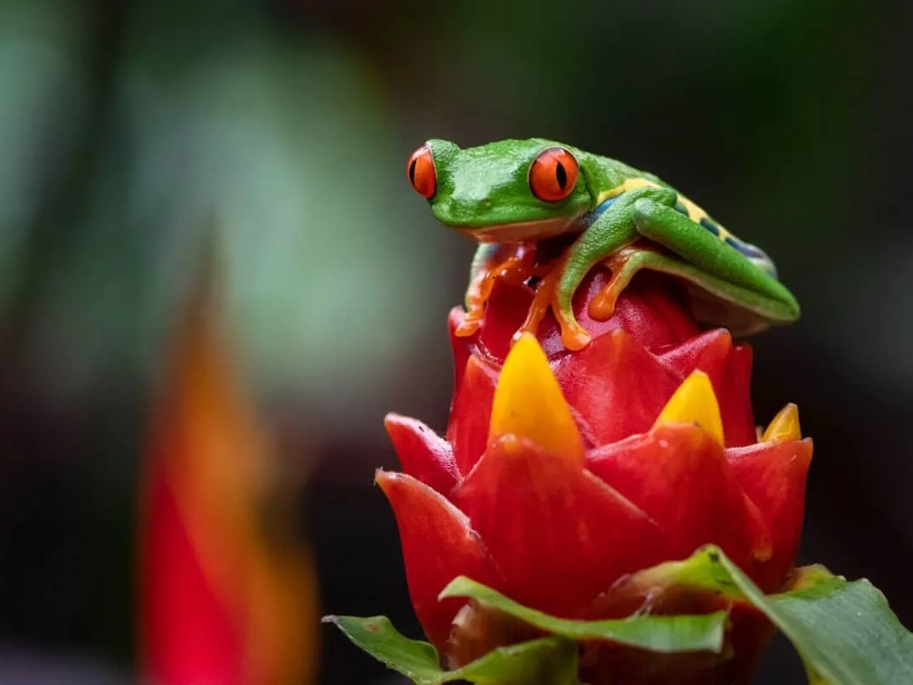 seguro de viaje costa rica