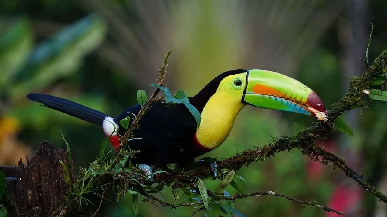 consejos para viajar a Costa Rica
