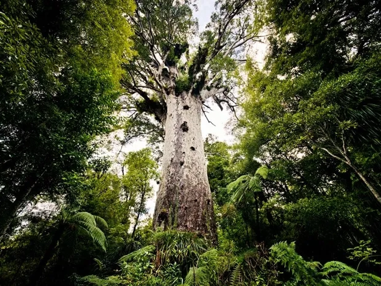 tane-mahuta-peque
