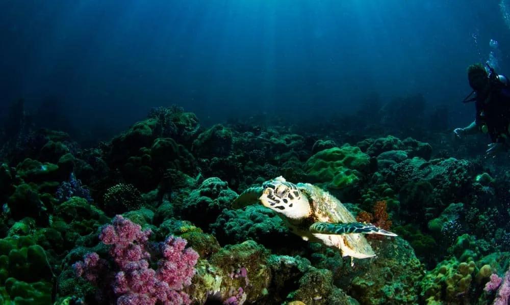 itinerario de buceo en Tailandia