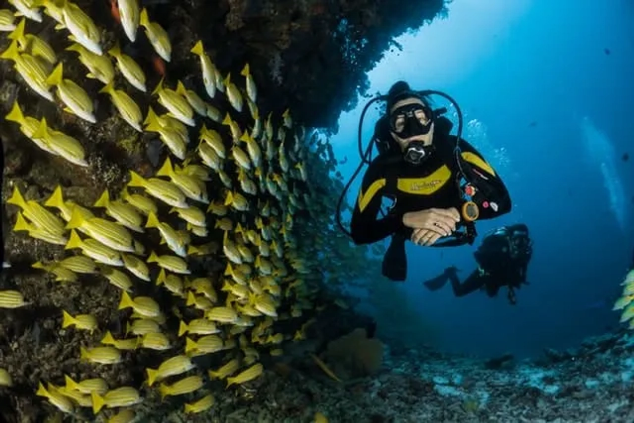 mergulhador com peixes nas maldivas
