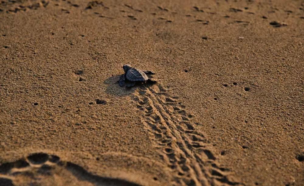 cuándo ver el desove de tortugas en Cosa Rica