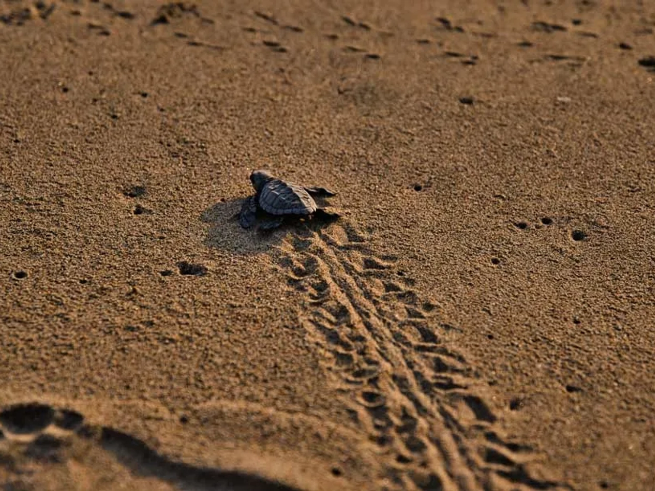 cuándo ver el desove de tortugas en Cosa Rica
