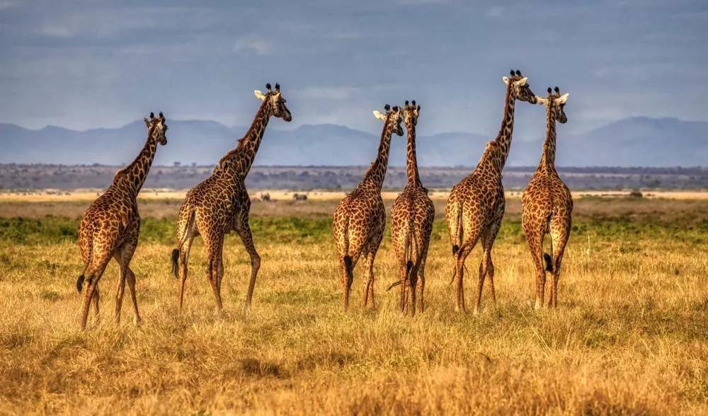 seguro para viajar a Kenia