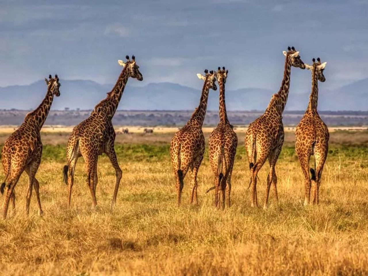 seguro para viajar a Kenia