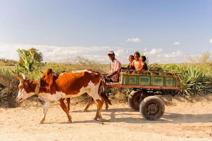 Carreta tirada por un buey con un hombre y dos niños en Madagascar.
