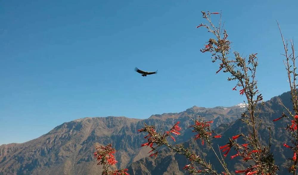 cómo llegar al Cañón del Colca