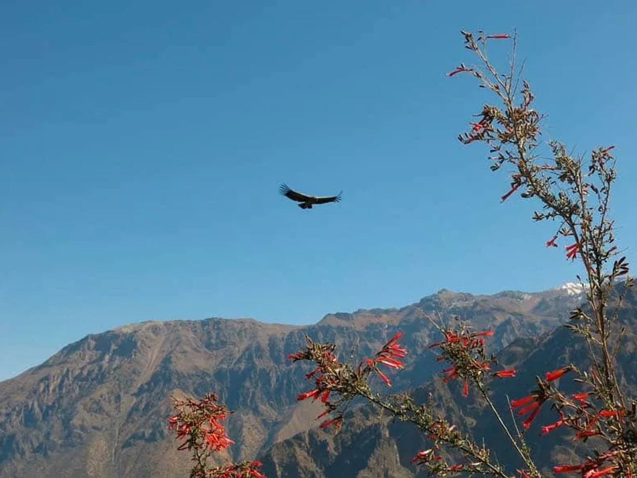 cómo llegar al Cañón del Colca
