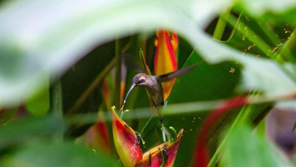 viajar sola a Costar Rica