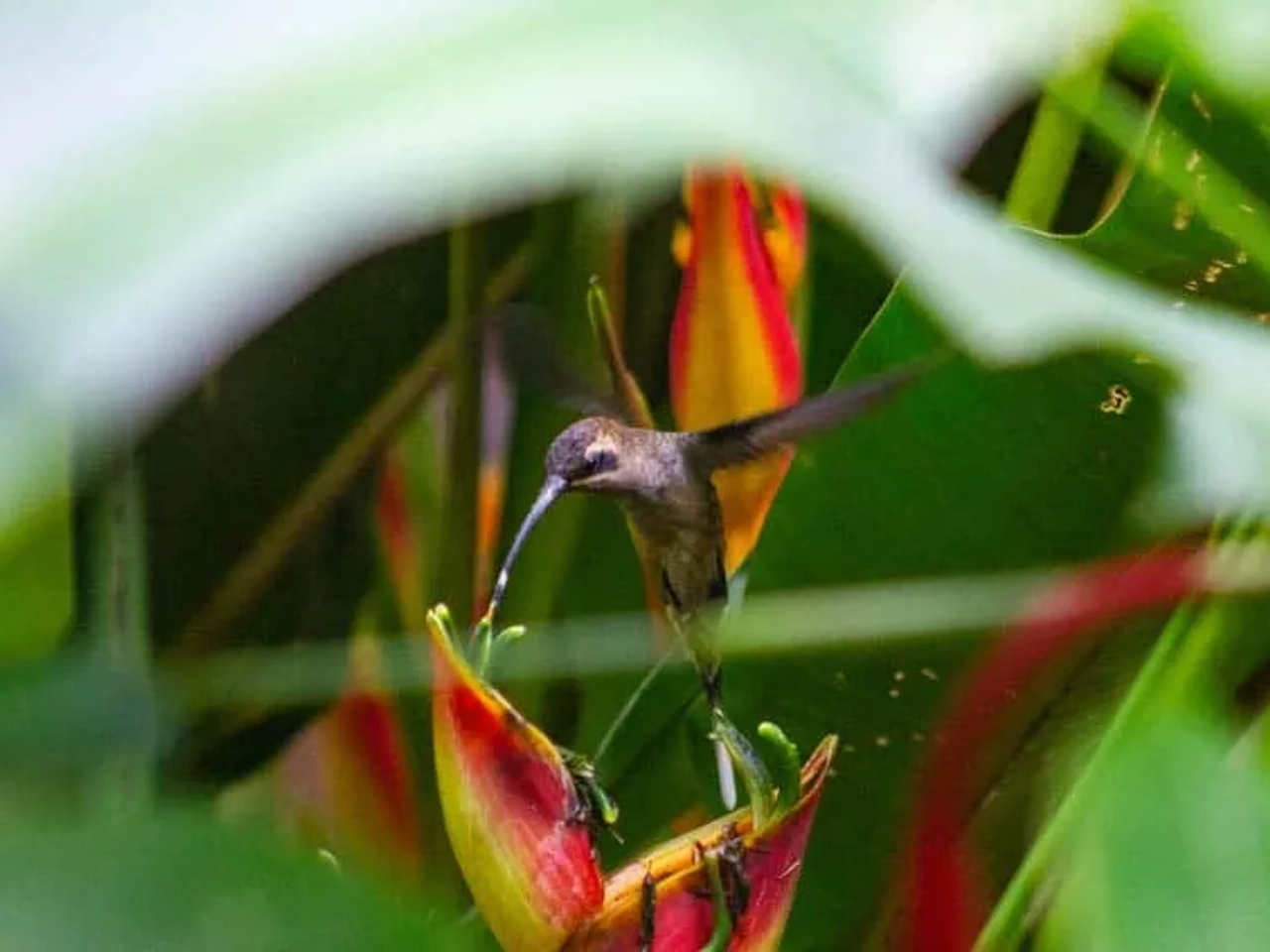 viajar sola a Costar Rica