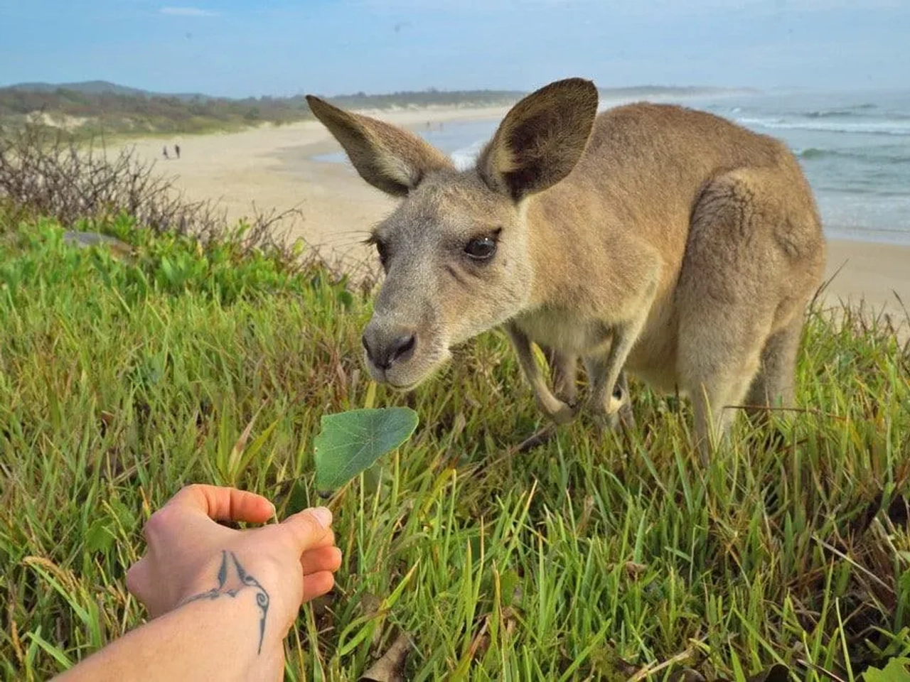 Canguro acercándose a una mano que le ofrece una hoja, en la playa.
